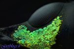عکاسی از چشم سوسک برنده شد ، برترین عکسها در یک مسابقه علمی